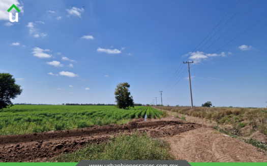 TERRENO AGRICOLA EN VENTA