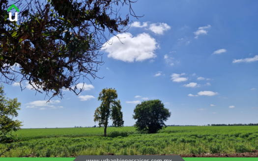 TERRENO AGRICOLA EN VENTA